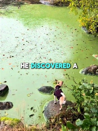 This Dog Loves Shrek 🐶💚