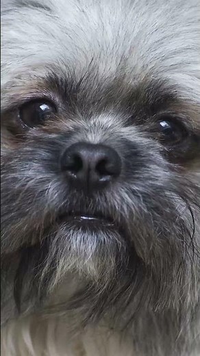 Sonido perro bravo ladrando, ladridos🎧