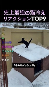 Top 9 cat reactions to cold weather