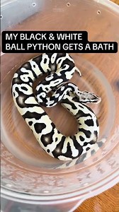 Black & White Ball Python Gets A Bath😍🐍🖤🤍
