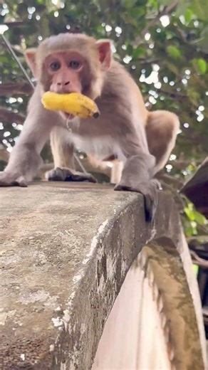 Monkey funny activity with a toy snake
