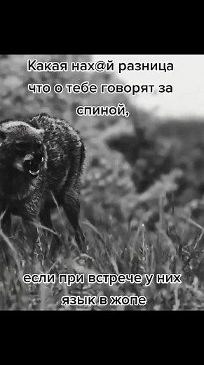 Wolves in the Wild: Understanding Their Natural Behavior