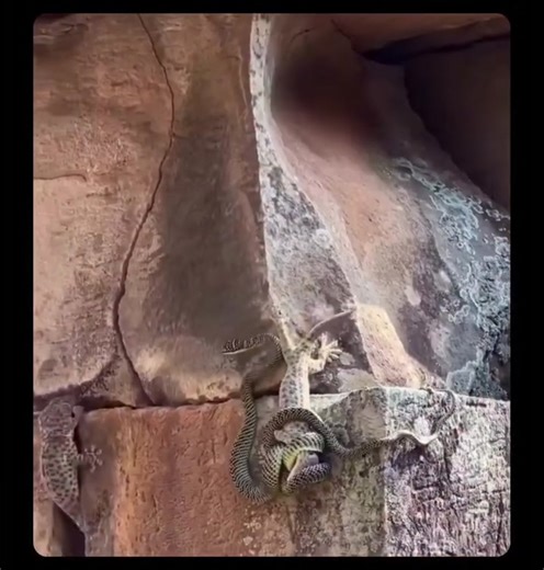 Este gecko no corrió... y aquí está el por qué. * － En ciertas especies de gecos, los investigadores han documentado la cooperación anti-depredador. Cuando un gecko es amenazado, otro puede permanecer cerca, hacer movimientos repentinos o exponerse para alejar la atención del depredador. Este comportamiento aumenta la posibilidad de que al menos un individuo sobreviva. Los científicos creen que esto sucede más a menudo entre geckos relacionados o grupos estables, donde ayudar a un compañero impu