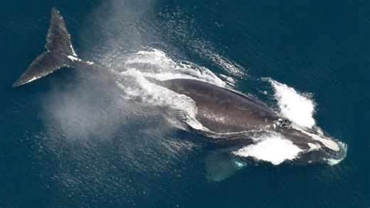 The Bright Side: One of the world's rarest whales grows in population