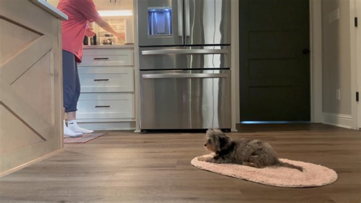 Teaching a puppy to settle on a mat is a great way to prevent...