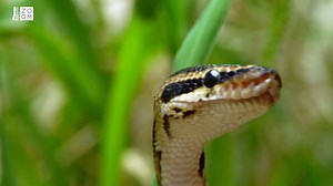 Hladová královna terárií nezná slitování. Podívejte se, jak si smlsne na svačině → bit.ly/krajsta_královská Dokument Největší zabijáci Afriky uvidíte online na webu Prima ZOOM | Prima ZOOM