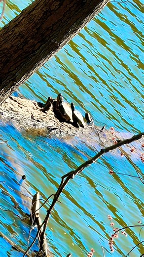 Springtime 🐢🪿✨🙌#nature #turtles #geese #shorts