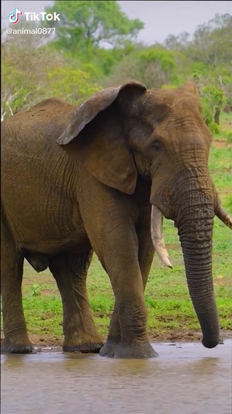 Big Guy: Nature's Lovely Wild Animals