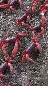 Migrating crabs hit Australia's highways
