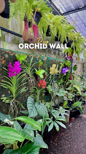 𝑻𝒉𝒆 𝑮𝒂𝒓𝒅𝒆𝒏𝒆𝒓 𝒃𝒚 𝑭𝒂𝒚𝒂𝒔 on Instagram: "Diy Orchid wall arrangements🪴 Materials Required -Plastic coated wire mesh -Cocochips -Charcol -Screws Will be adding more plants like philodendron, Ferns... And got this quality Orchids are from @pearlorchids WhatsApp them to order : 98469 50299 #orchids #vanda #dendrobium #flowers #orchidwall #diy"