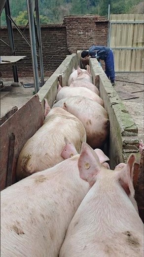 Pig Traffic Jam 😂 One Stubborn Pig Stops Everything 👀
