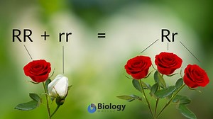 Dominance - Biology Online Tutorial