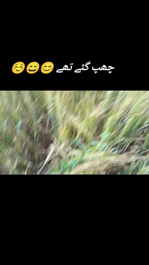 Partridge birds with baby#viralthisvideoo #viraltiktok #birdsoftiktok #viral #nature #birds #dubai #usatiktok🇺🇸 #usa🇺🇸 #newyork #usa #saudiarabia🇸🇦 #ukraine #china #unitedstates #francoline