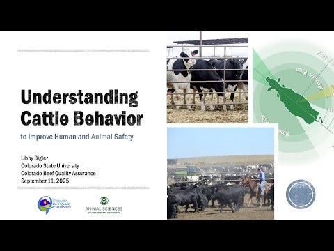 Understanding Cattle Behavior to Improve Human and Animal Safety and Vaccine Safety and Handling