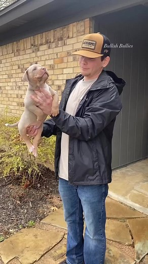 Meet Bullish Bullies: XL American Bully Breeder in Dallas, Texas