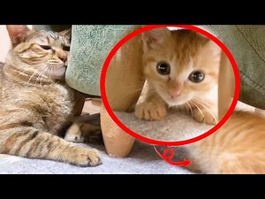 前が見えないのに子猫と手探りで遊ぶおもしろ先住猫♪