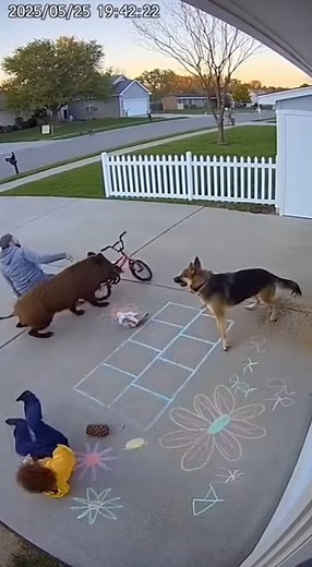“Wild Hog Charges a Child… But Watch What the Dog Does!”#CCTVVideo #DogSavesChild #HeroDog #WildHogAttack #SecurityCameraFootage #ViralRescue #HomeSecurity #RealLifeHero #FamilySafety | NightCam Records