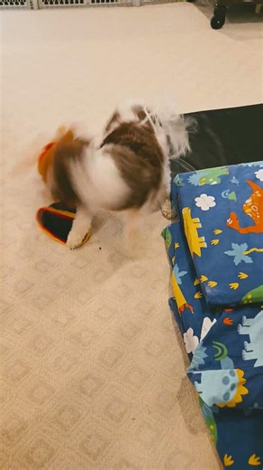 Playing #chewie #puppy #cuteanimal #cute #cutepet #pomapoo #dogslife