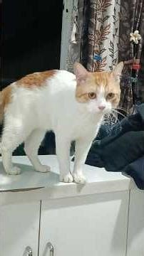 Jelu shauted #catvideo#funnyvideo#shortfilm#utube #