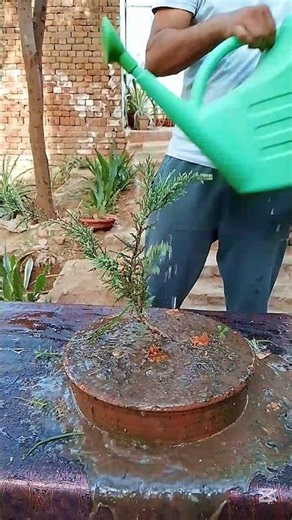 Juniper Bonsai Maintenance | Keep Your Bonsai Healthy & Beautiful 🌿✨