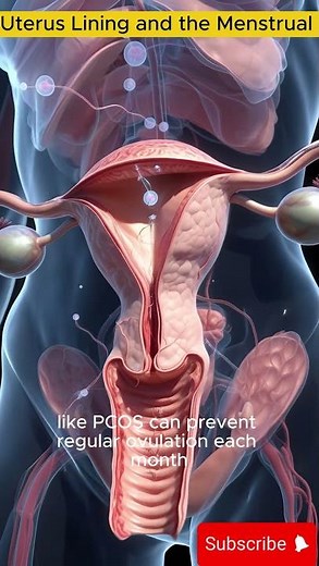 Endometrium Explained | Uterus Lining and the Menstrual Cycle | 3D Biology
