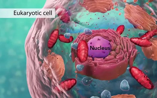 【500集全集】医学3D动画-医学英语-中英cc字幕-第1至第50集-人体健康和医学科普-持续更新中