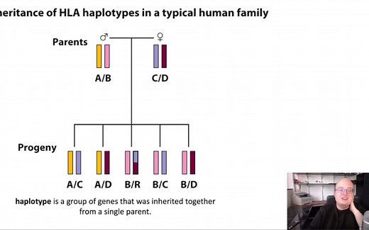 6.4-MHC 遗传和 HLA 匹配