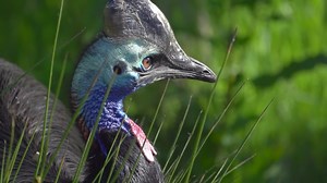 Relaxing Bird - Birds Symphony - Tropical Birds In Slow Motion From All Over The World With Bird Songs + Natural Sounds