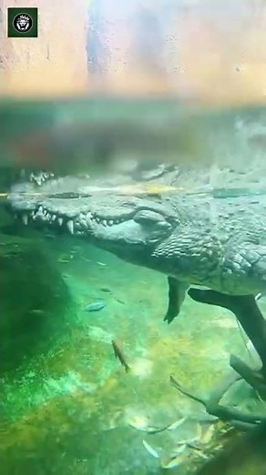 Aligator Swimming - By nnbs_sen1 (Ig)