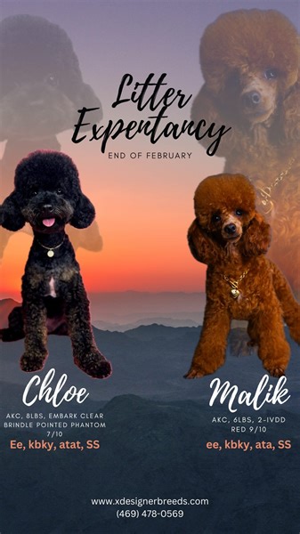 2.6K views · 40 reactions | Chloe is pregnant! #dogpregnancy #pregnantdog #toypoodle #poodle #dallas #texas #poodlebreeder #dogbreeder #caninecurator #designerbreeds #xpurebreds #maltipoobreeder #preggo | X-Designer Breeds | Facebook