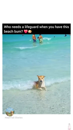 Mermaid? No, Mer-dog 🐶 #dog #pawsn #purrfect