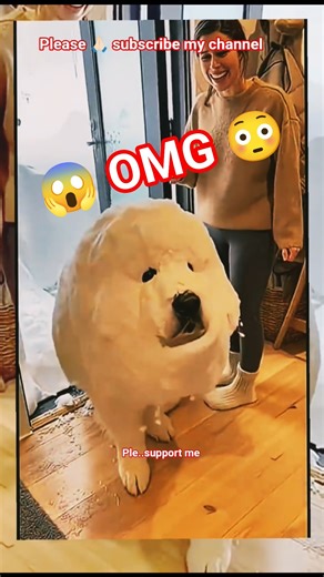 Dogs love snow 🐕🥶🌨️ #dog #funny #cute #animal #cutedog #funnydogs #trending #shorts #short #viral