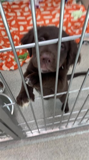 Larry is the last - but not the least! This 2-month-old neutered Lab Retriever mix is the last of his seven-puppy litter to find a home. We are confident he'll get one soon! #AdoptatTCHS #TCHSpuppies #puppy #puppylove #shelterpuppies