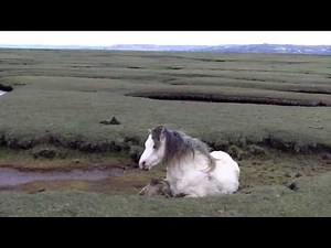 Pony and foal rescue