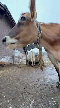 The Happy Life of Swiss Cows 🇨🇭 #cowlife #cow #swisscows #alpineviews #animals #farm #happycows