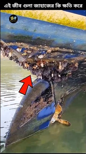 Why ship barnacles need to be scrub regularly?