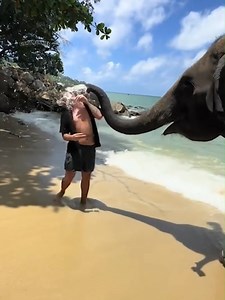 28K views · 238 reactions | From silly to shocking - watch wild animals behaving in the most unexpected and hilarious ways! 煉 #wildanimals #funnyanimals #animalfails #trynottolaugh #AnimalBehavior | Fish & Funnies | Facebook