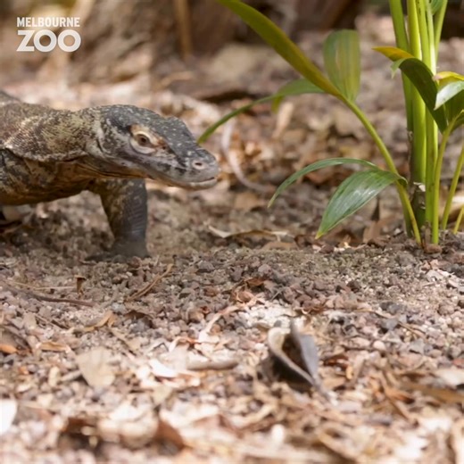 We're flat out celebrating our under-hyped ectotherms. Happy World Lizard Day to all who celebrate!🦎 | Zoos Victoria