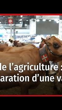 Salon de l’agriculture : suivez la préparation d'une vache pour le concours