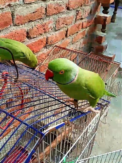 Letting My Parrots Free: A Pet Lover's Experience