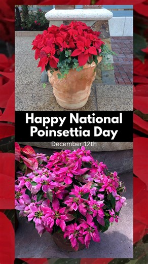 Happy National Poinsettia Day! Here are 5 interesting facts about these holiday favorites! 1. - They're not actually flowers - Those gorgeous red "petals" are modified leaves called bracts. The real flowers are the tiny yellow buds in the center. 2. - Poinsettias aren't poisonous - Despite the myth, they won't harm your pets or kids. A study showed you'd need to eat 500 leaves to get sick (but still, don't snack on them). 3. - They're wild in Mexico - In their native habitat, poinsettias grow as