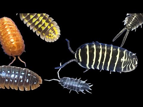 Six of the Best Isopods for Display Pets!