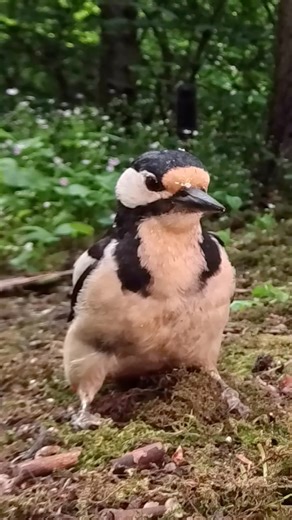 4.8K views · 10K reactions | A steady stream of models coming through the studio—some stop and pose like pros, others just dash right through. Nature’s got its own casting process. Long videos and bonus clips posted daily on my Patreon! Link in bio. | Squirrels by Fotoscenen | Facebook