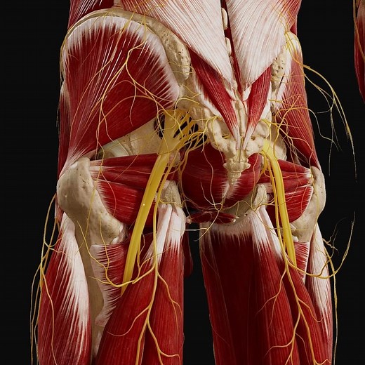 SciePro | Embark on a digital exploration of the posterior hip's nerve network with our latest Unity animation 🌟. Zoom in on the sciatic, gluteal,... | Instagram