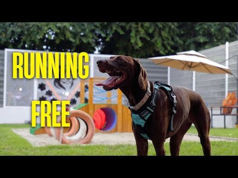 My Dogs Running Free at the Park | A Joyful, Relaxing Dog Vlog (No Talking)