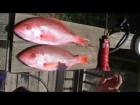 Redneck 101- How to Fillet Red Snapper Quickly with an Electric Knife Bubba Blade