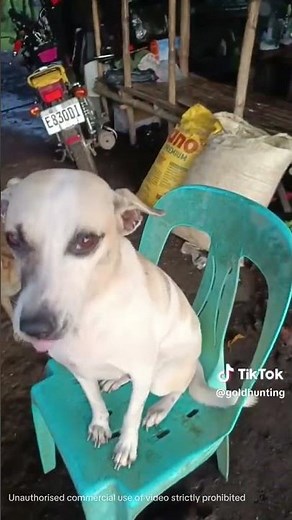 how to remove dog worm come out the eye 👁️