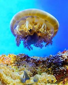 The jellyfish of the Oceanographic Institute of Monaco, Albert 1st Foundation