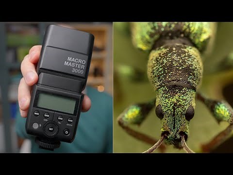 Best Flash and Flash Settings for Macro Photography