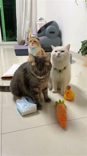 Engaging Classroom Moments: Students and Furry Friends